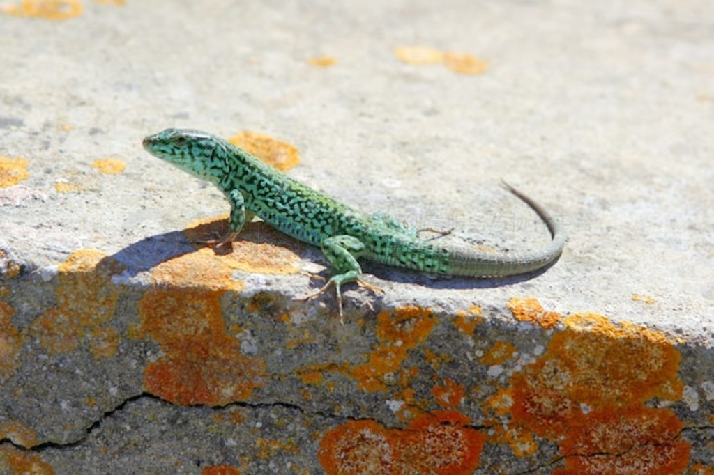  Podarcispityusensis formenterae