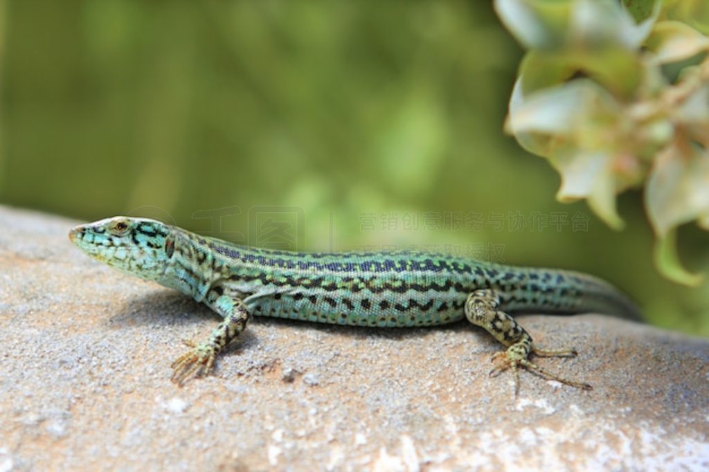  Podarcispityusensis formenterae