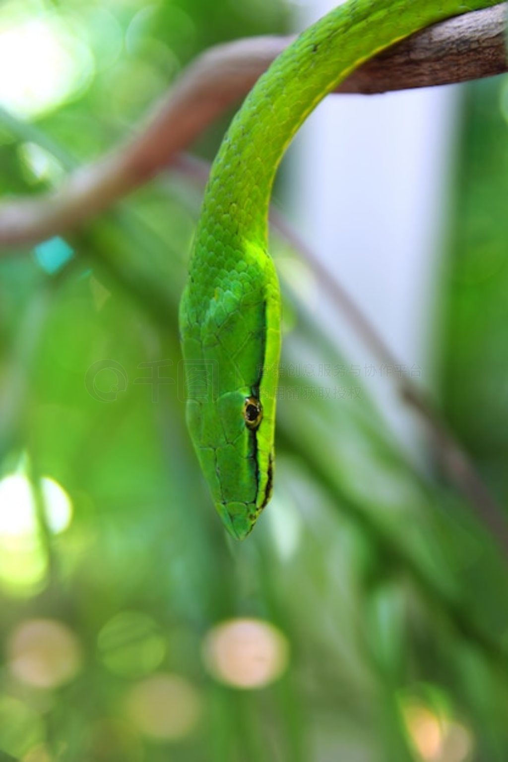  Leptophis Ahaetulla