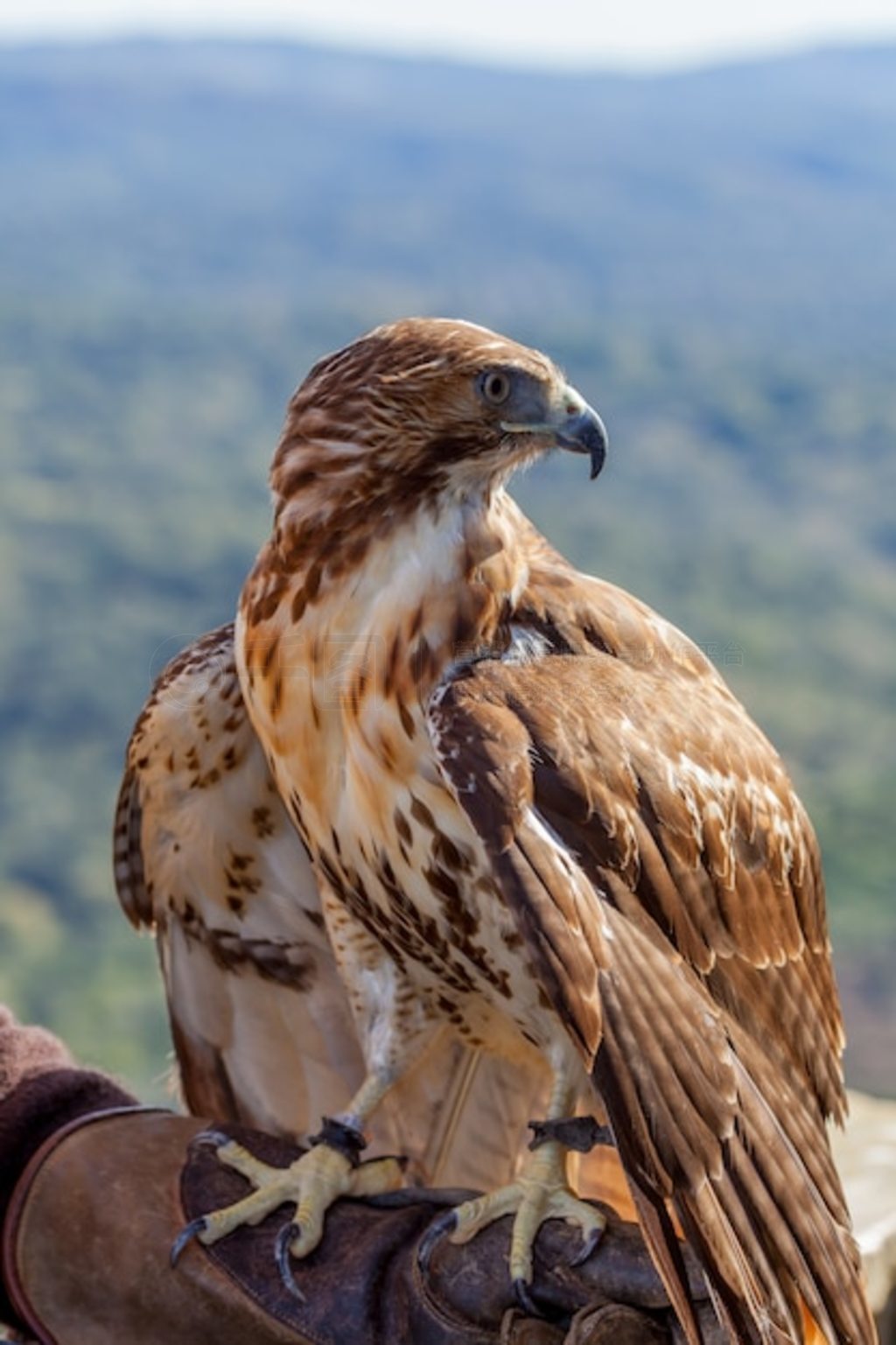 βӥ (Buteo jamaicensis)