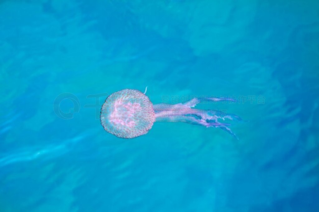 ˮĸ Pelagia noctiluca