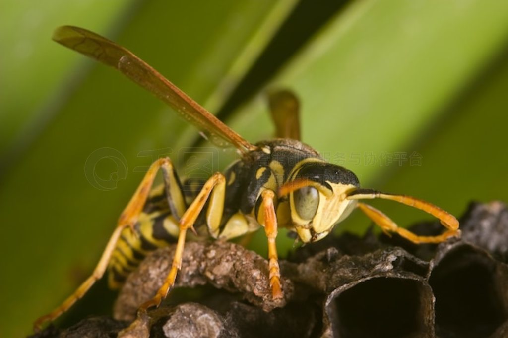 Ʒ (Polistes bischoffi)