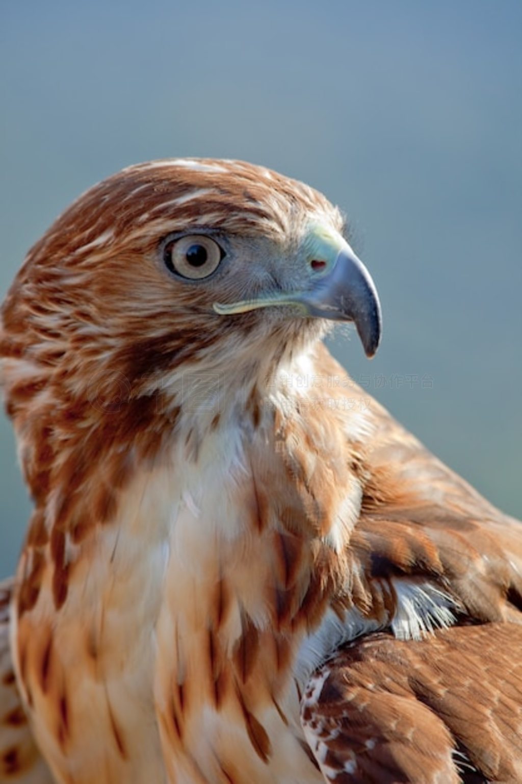 βӥ (Buteo jamaicensis)