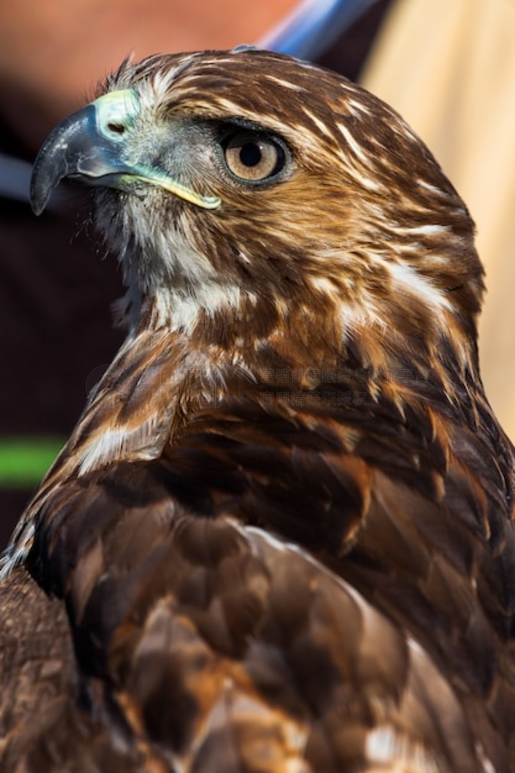 βӥ (Buteo jamaicensis)