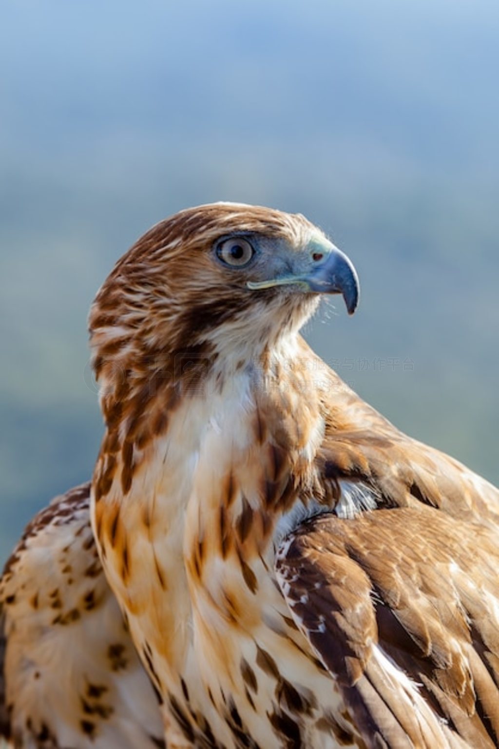 βӥ (Buteo jamaicensis)