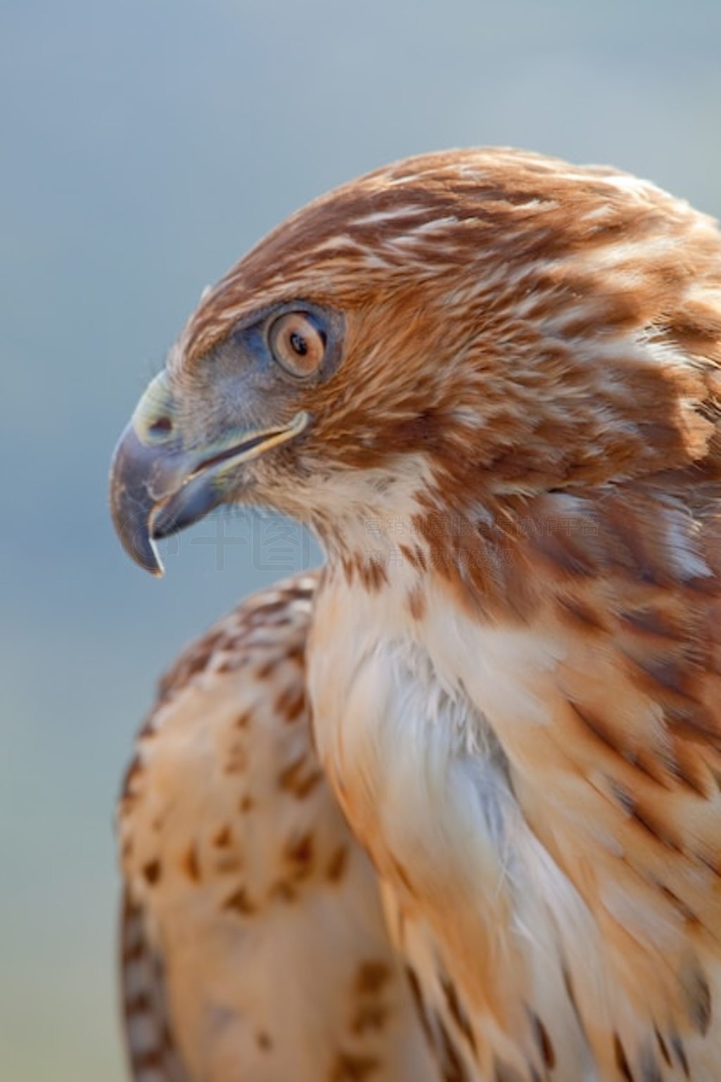 βӥ (Buteo jamaicensis)