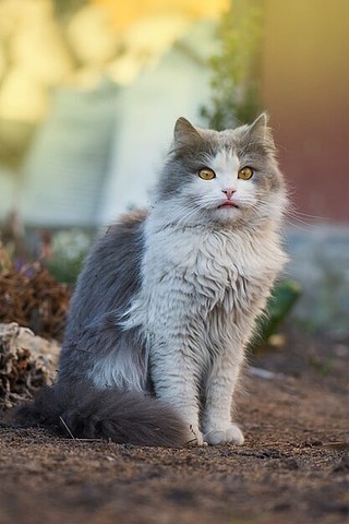 猫咪舔人脸图片