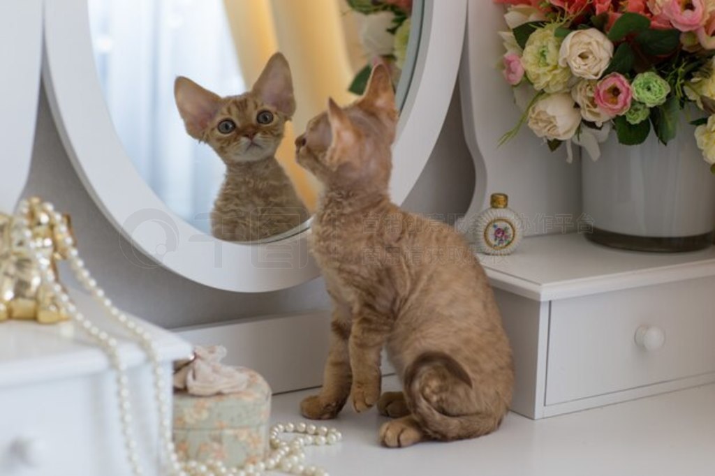 Сè Devonrex վ