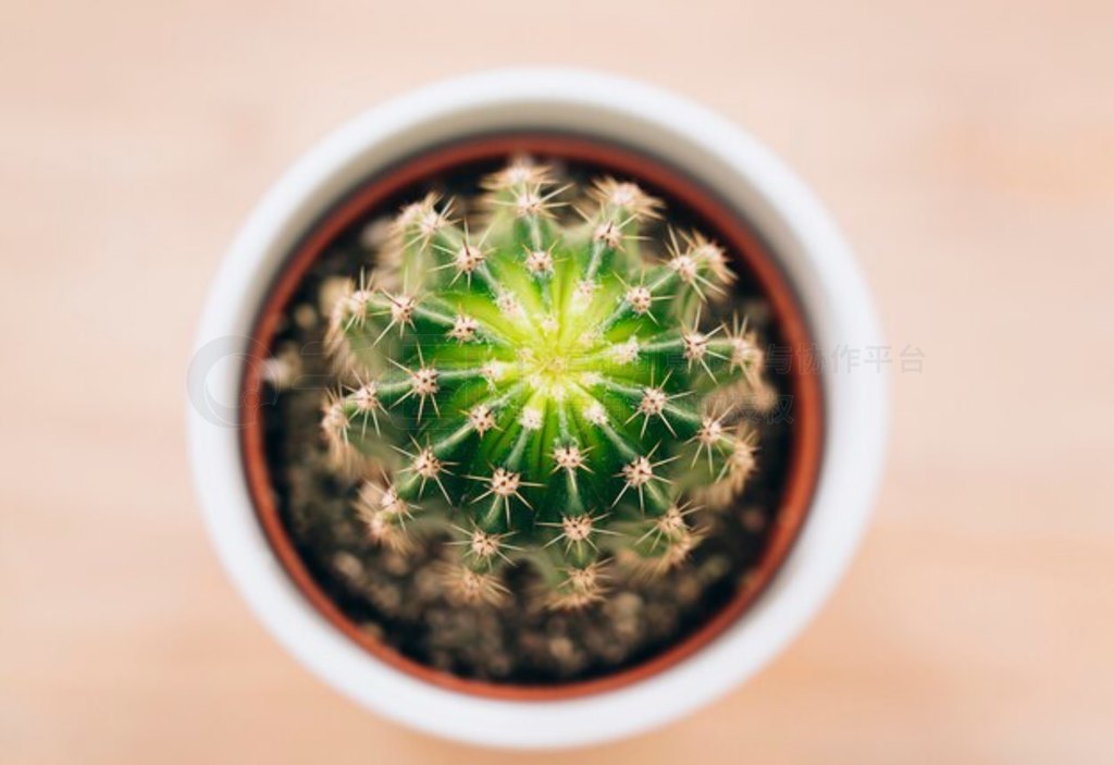 ׹ notocactus uebelmannianus Ƶдͼ