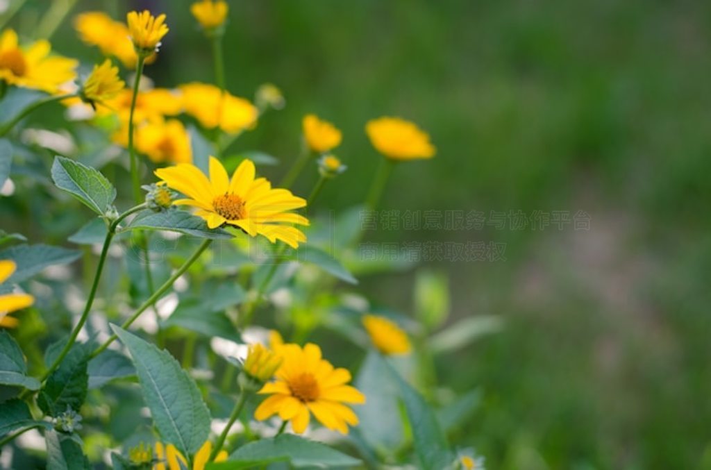 ɫ Heliopsis helianthoides