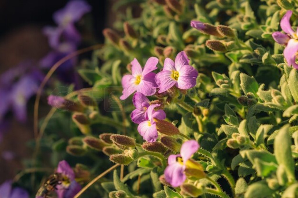 Ȼеɫ Aubrietia д