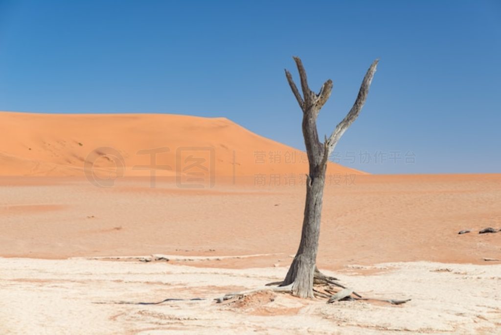 羰˿˹ (Sossusvlei)  (Deadvlei)֯ĽϻΧΰɳ