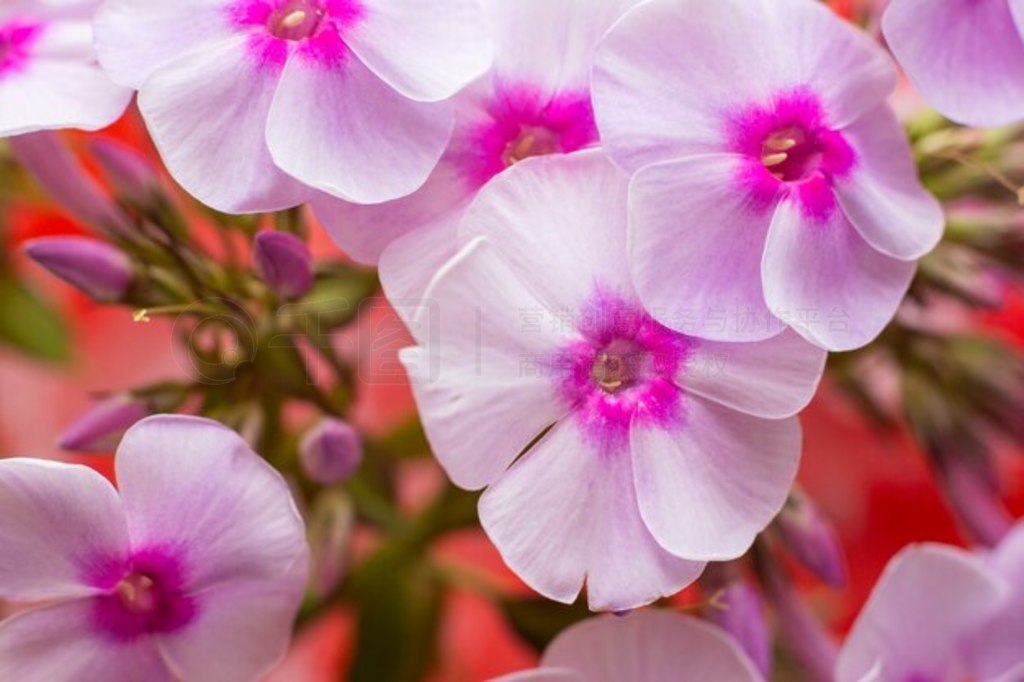 » (Phlox paniculata) İɫ