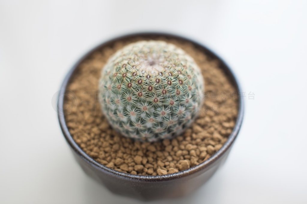 ɫմе Mammillaria huitzilopochtli