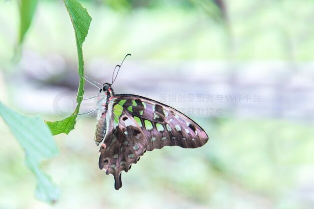 ̵βѻ , Graphium agamemnon ,  