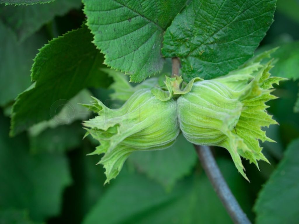  (Corylus avellana) Ϲӡɫ֦