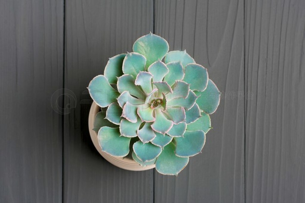 ֲɫϵİ׹еɫ echeveria ơ