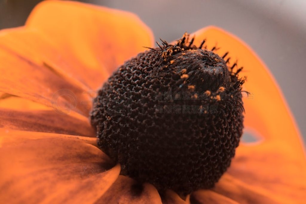 ɫ (Rudbeckia fulgida)ļܡд