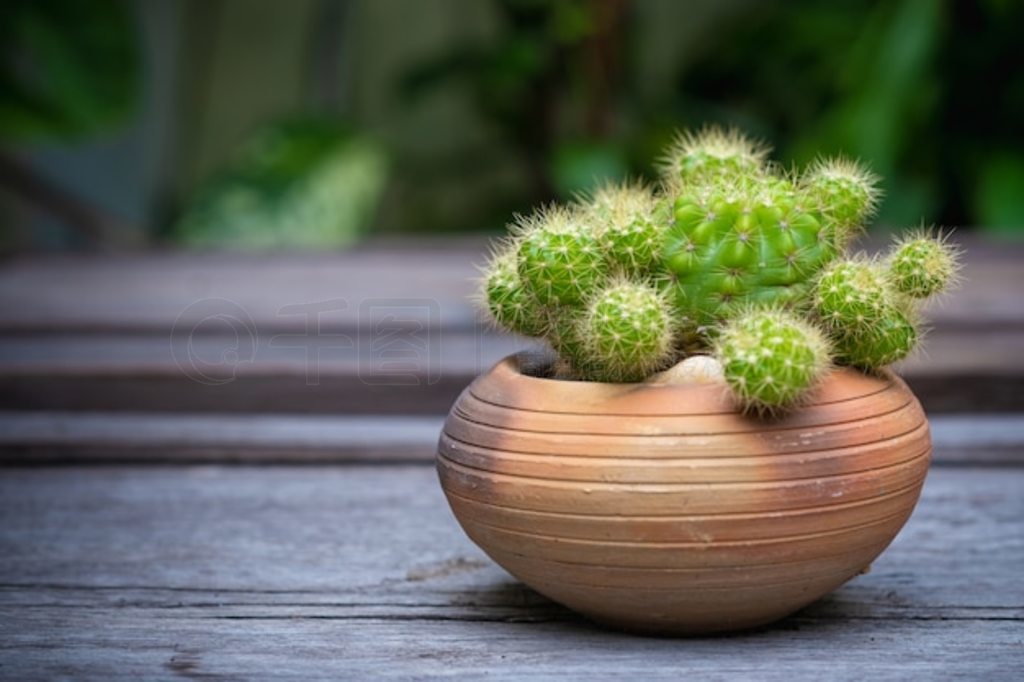 ľذչеƣEchinopsis