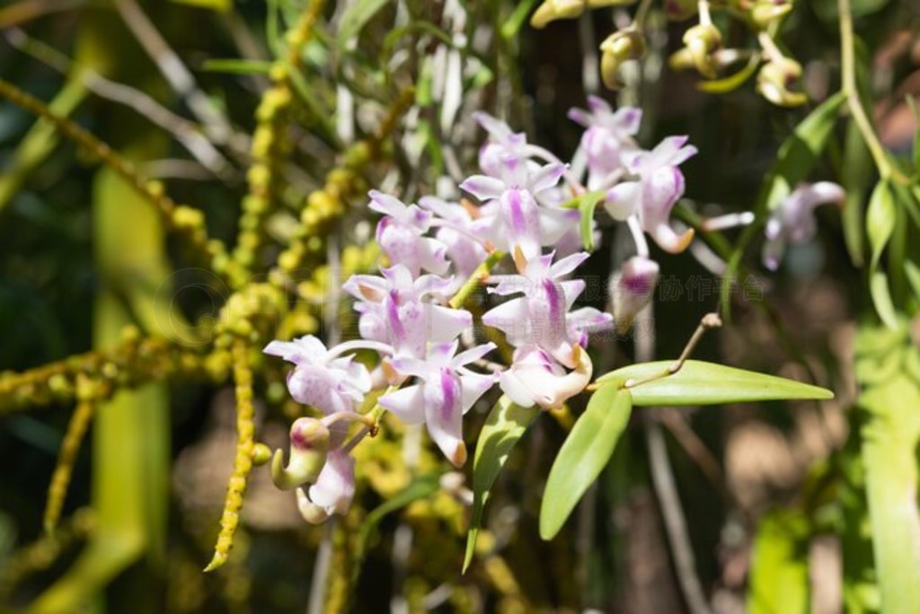 ԰ɢζRhynchostylis coelestis