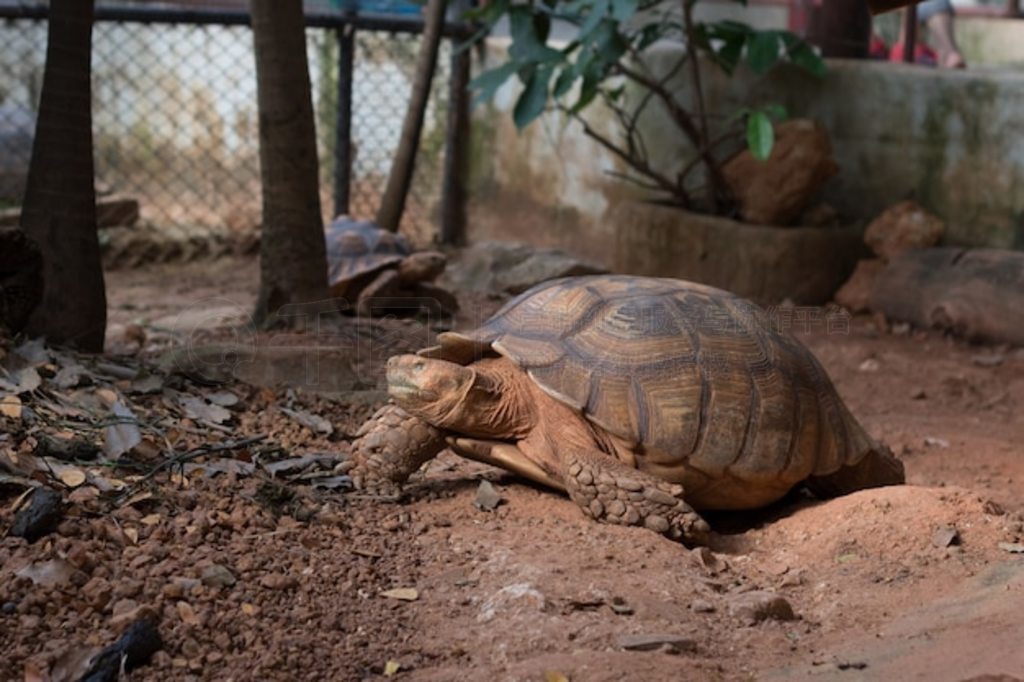 տ½꣬޶ܼ½꣨Geochelone sulcata½֮һ