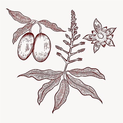 画背景001平面设计芒果树果实和叶子水果001平面设计芒果树标志模板