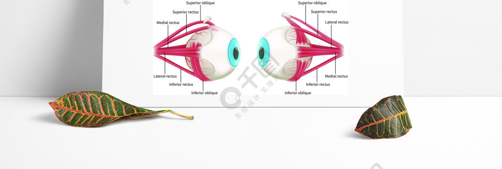 眼睛解剖學3d圖顯示肉眼肌肉的infographics佈局在與標記傳染媒介例證