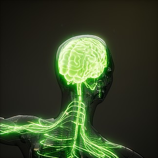 大脑发光的科学解剖扫描人脑放射学考试