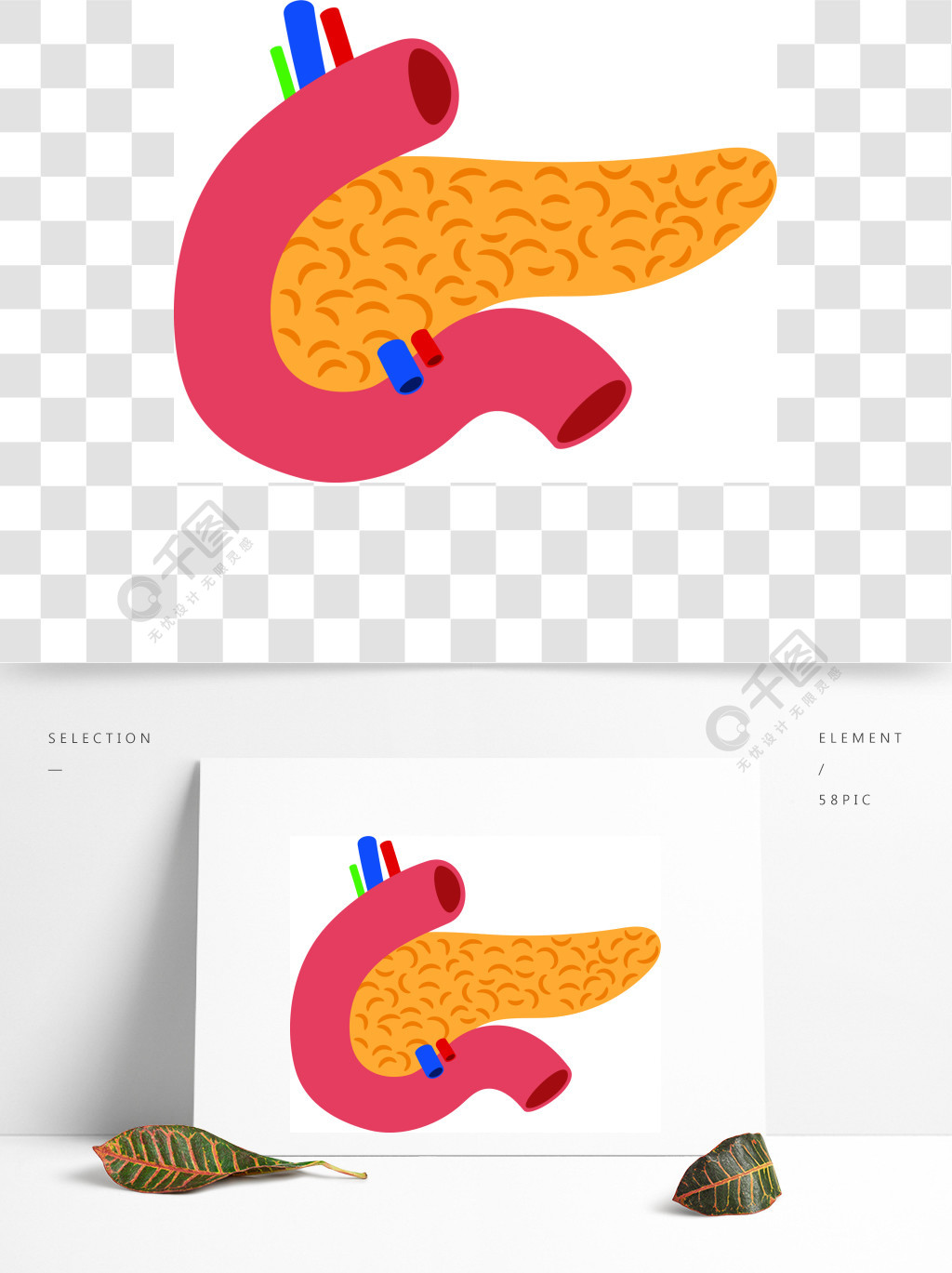 胰脏背景图图片