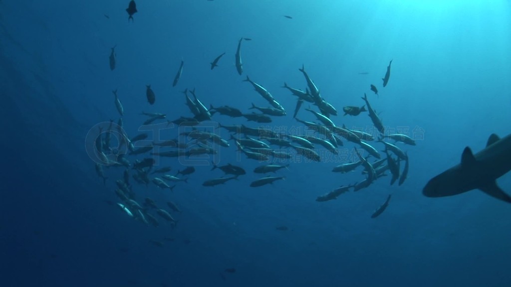 ƣCarcharhinus amblyrhynchosSchwimmen im Meer