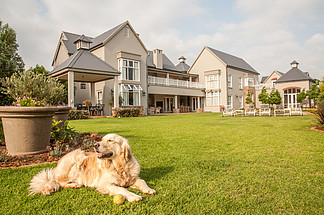 金毛猎犬在家，躺在她住的大宅邸美丽的大花园里放<i>松</i>