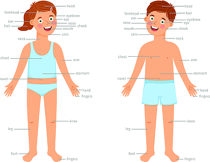孩子们的身体部位图导航与动画片男孩和女孩孩子的人体教育