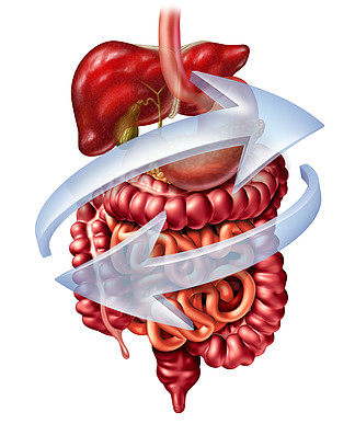 消化系统作用作为消化解剖学概念包括肝胰腺和<i>胆</i><i>囊</i>与胃大肠和小肠作为在白色背景隔绝的3D例证