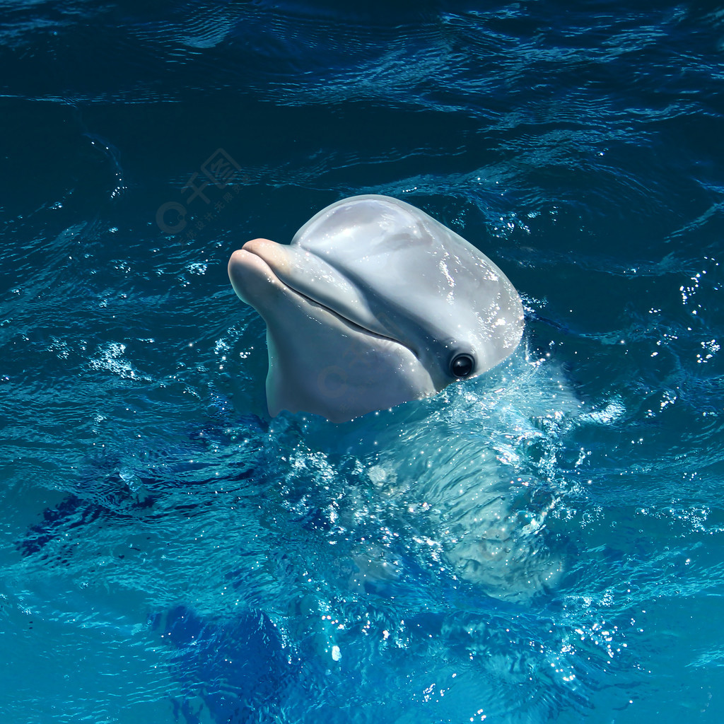 海豚头出水面带着可爱的笑容作为海上哺乳动物的象征在海上或在海洋中