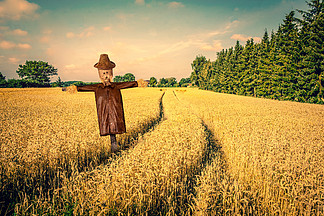 农田里的稻草人图片