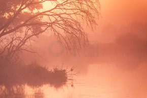 老干燥树和橡木秋天有雾的农村日出在河Neman，白俄罗斯的晴朗的黎明