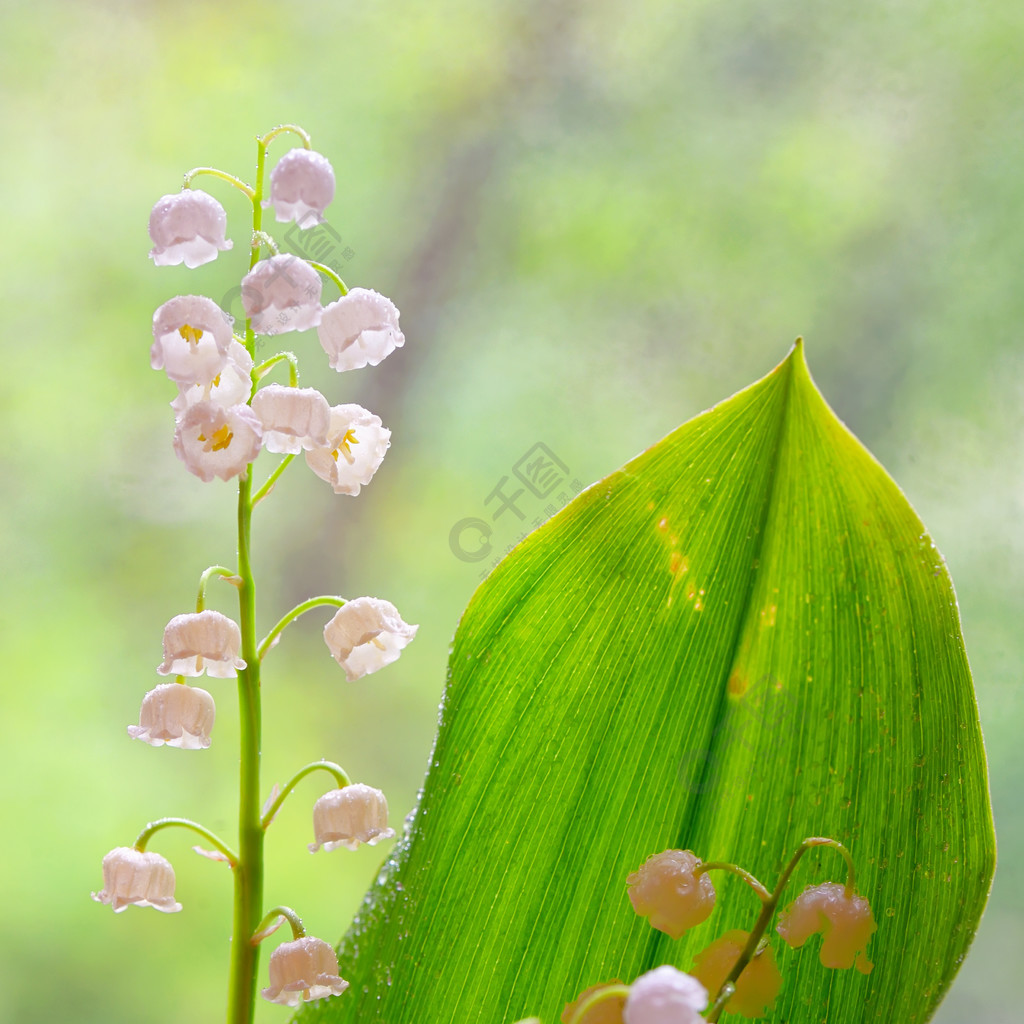 山谷的百合花(鈴蘭)