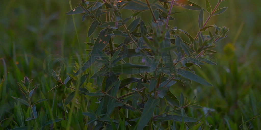 LarkspurDelphinium nuttallianumҰ