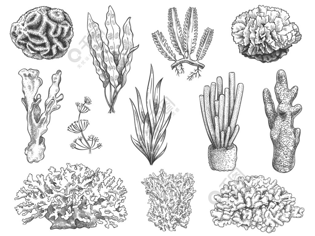 素描海藻海洋珊瑚礁和水生植物藻类水下生活杂草海洋植物美容手绘刻的