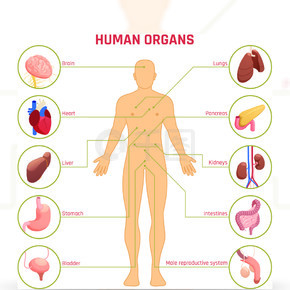 人體器官他們的名字和地點在白色背景3d傳染媒介例證人體器官信息圖表
