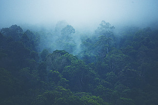 进入森林性质组合物在低洼云与常绿针叶树森林型山坡在雾笼罩在一个风<i>景</i>的风<i>景</i>图在低洼的云层密布的森林山坡与常绿的针叶树笼罩在雾中的风<i>景</i>名胜<i>景</i>观