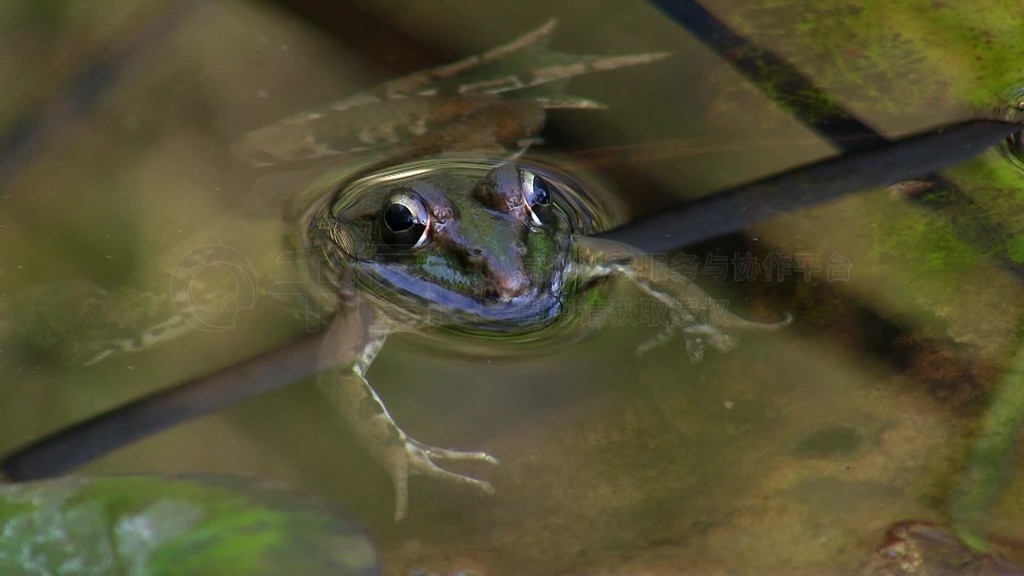 Ein Frosch liegt ruhig und ausgestreckt uber einem kleinen Ast Stuck Schilf im Wasser ininem Teich