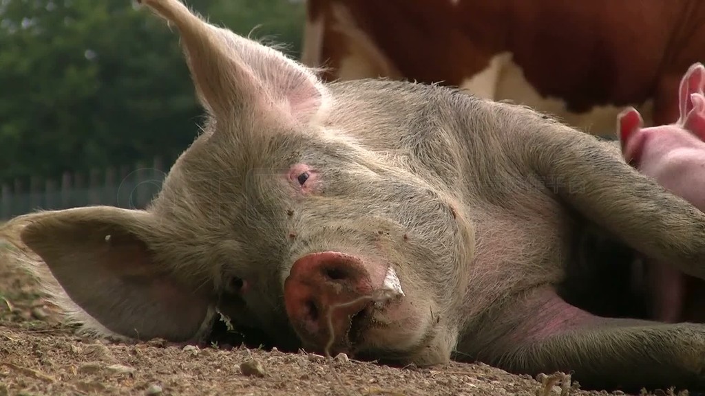 Artgerecht gehaltene Schweine und Ferkel