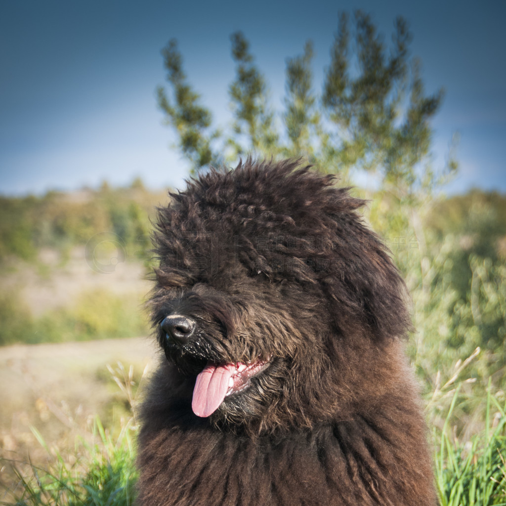 grssBouvier Des FlandresСФ