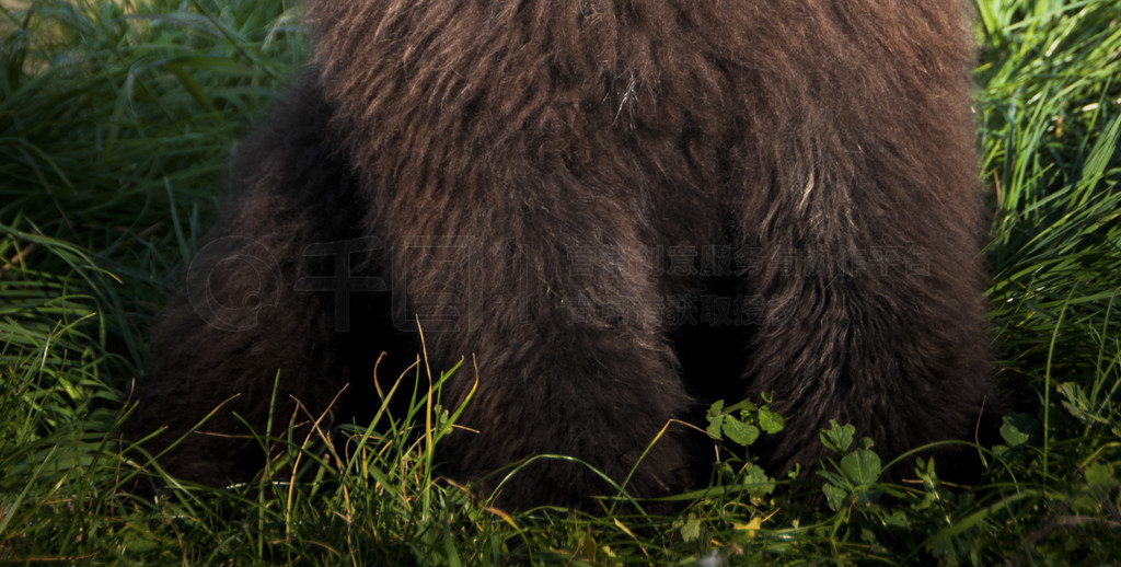 grssBouvier Des FlandresСФ