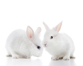452在白色背景隔绝的两只白色兔子两只白兔子在白色背景隔绝的两只