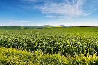 南摩拉维亚的小山的春天农田捷克绿色和黄色春天<i>领</i><i>域</i>农村农业现场