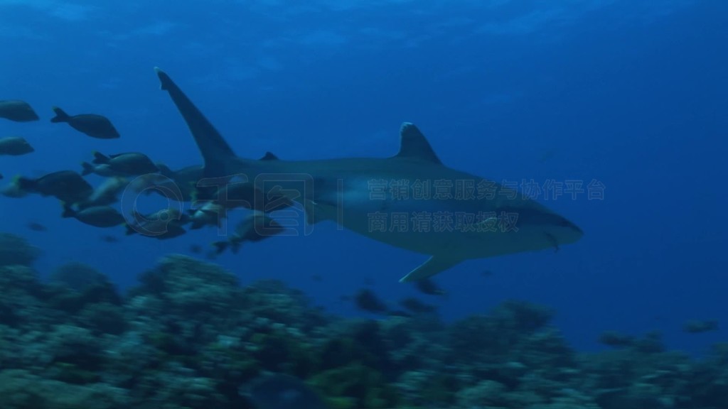 SilberspitzenhaiCarcharhinus albimarginatus裬schwimmt umgeben von kleinen Fischenim Meer