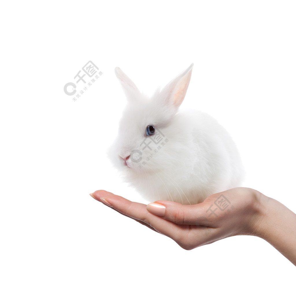 手覆盖上小白兔图片