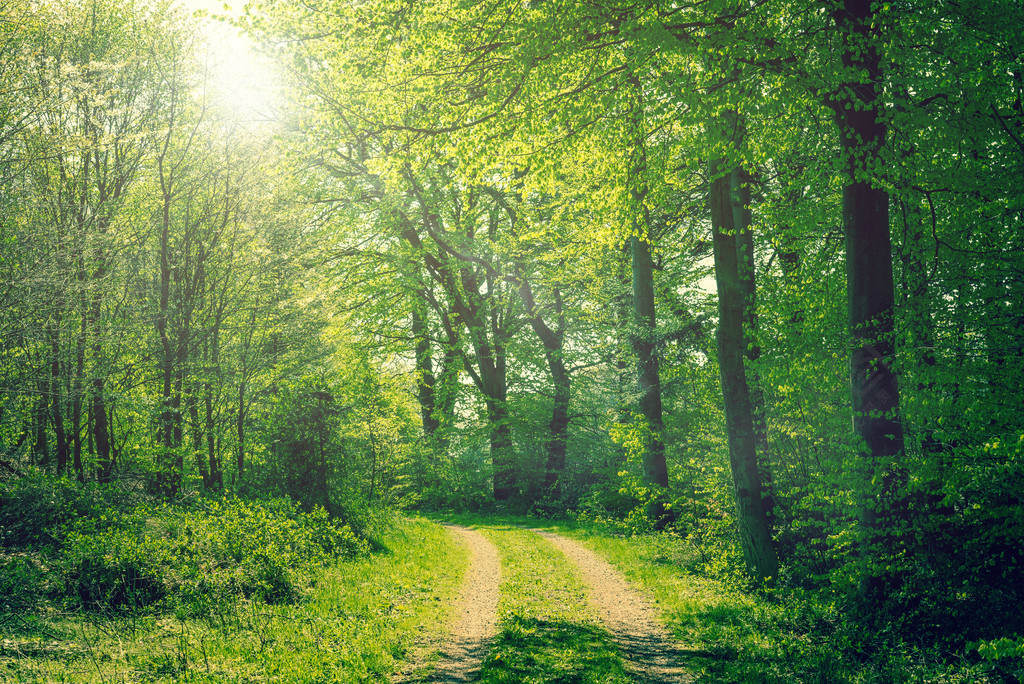 在阳光明媚的春天的山毛榉森林风景名胜免费下载